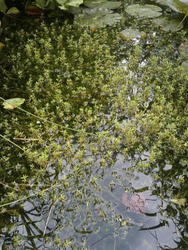 Crasula Recurva